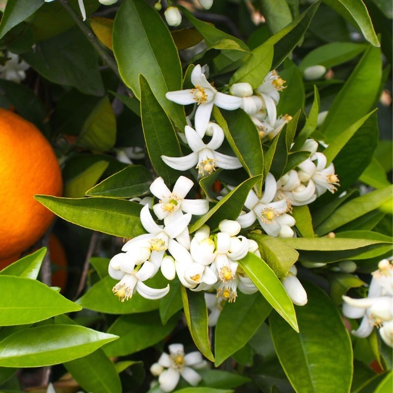 Eau de Parfum BIO Certifiée Absolu Tiaré