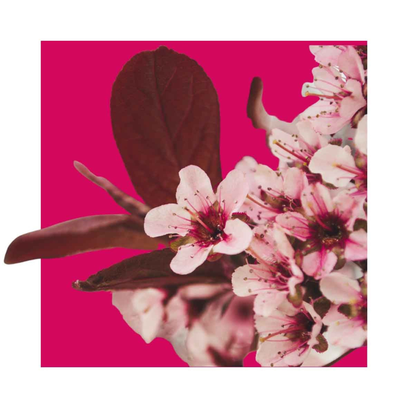 Eau de Parfum Bio HARMONY 50ml