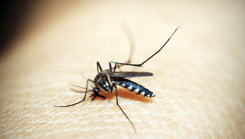 L'été et ses moustiques, comment s'en débarrasser ?