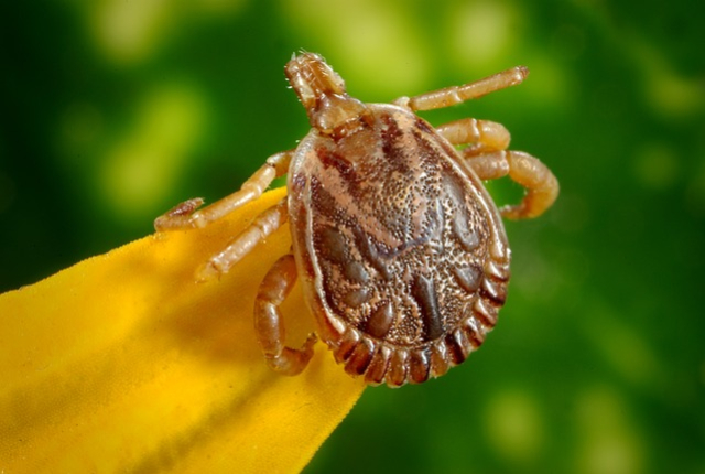 La maladie de Lyme transmise par les tiques dans la nature