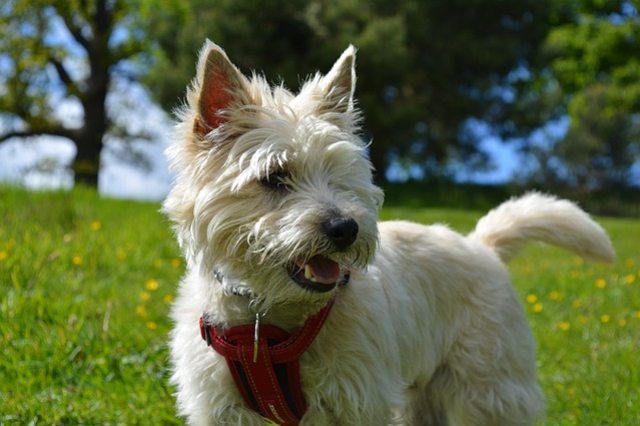 J'ai testé les fleurs de Bach pour les chiens