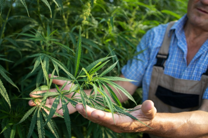 Le chanvre, cette plante aux multiples usages qui sert à tout