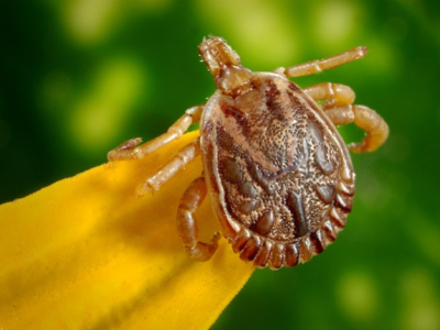 La maladie de Lyme transmise par les tiques dans la nature