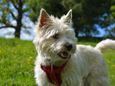 J'ai testé les fleurs de Bach pour les chiens